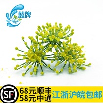 Fresh dill flower cumin flower flower spice Western Japanese restaurant decoration 40 flowers