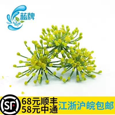 Fresh dill flower cumin flower flower spices Western food Daily hotel set plate decoration 40