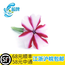 (Blue brand) fresh Jade womens clothing flowers beautiful cherry hotel set Plate 60 non-pansy flowers