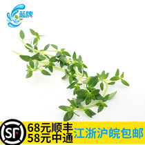 (Blue Label)Fresh Thyme Thyme Western Spice Vanilla 100g Non-rosemary