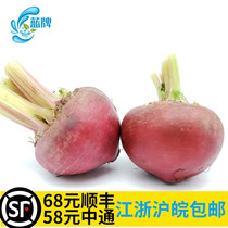 (Blue Brand)Fresh Striped Beets Striped Radish Baby Striped Beets Western Style Plate 250g