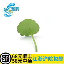 (Blue label)Fresh copper money grass Japanese Western food decoration 50 pieces of non-dry gold lotus leaves