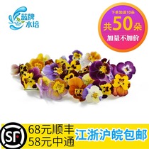 Blue brand hydroponic] Fresh pansy flowers Pansy mixed edible supplies decorative flower horn cordierite plate