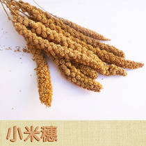 Yuedi small bird parrot snacks Yellow millet ears and ears bird food bird snacks(about 100 grams)