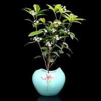 Сине-белый, 35-40см