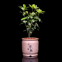 Little Osmanthus [Shangshan Ruoshui] Весь горшок высотой около 18-22 см.
