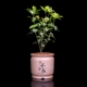 Little Osmanthus [Shangshan Ruoshui] Весь горшок высотой около 18-22 см.