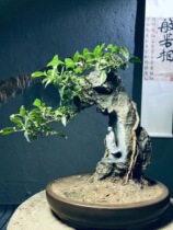 Thuja root carving ornaments Golden nomao carving home log natural craft landscape flowers and birds wood carving Buddha statue bonsai