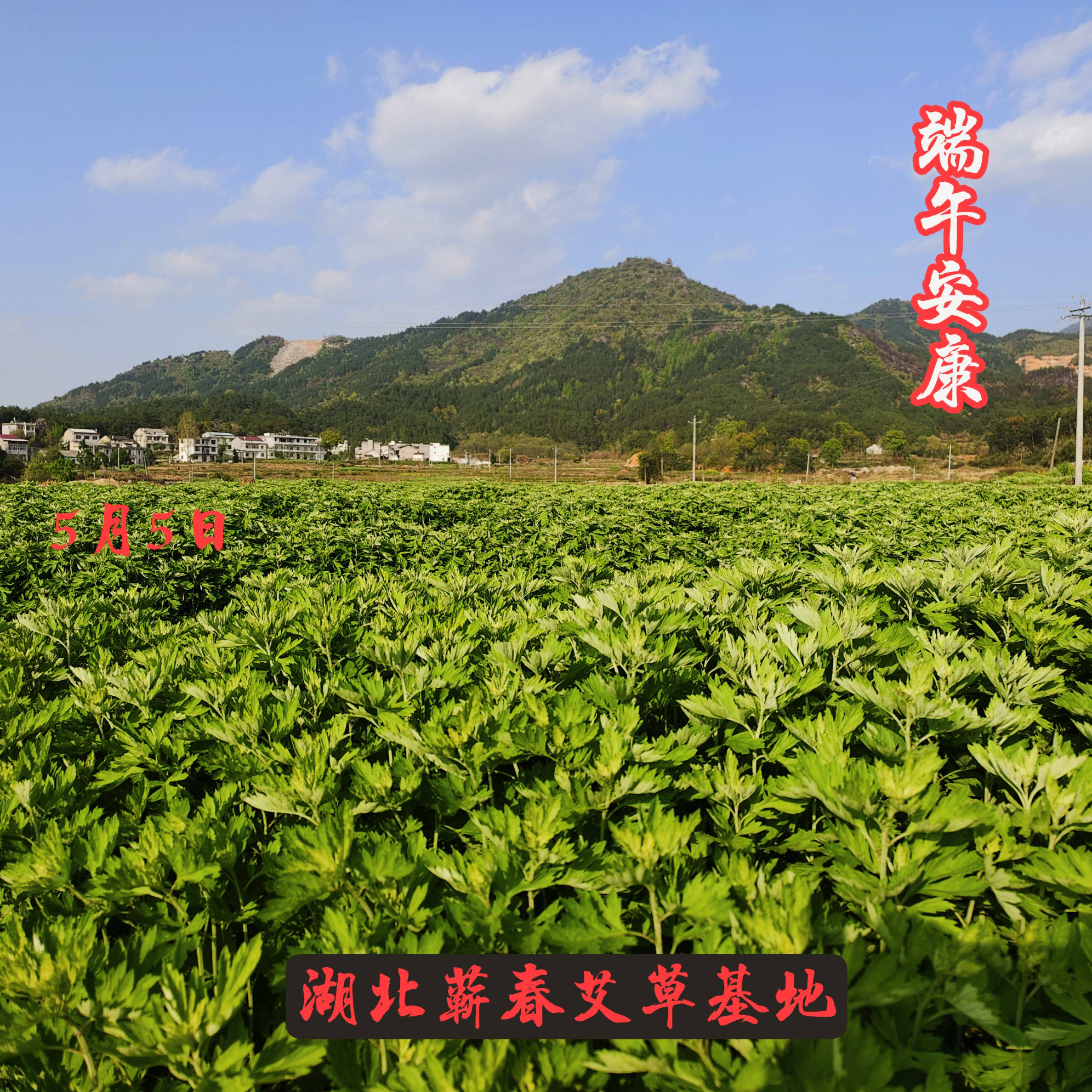艾灸公益课堂蕲春艾条正品店