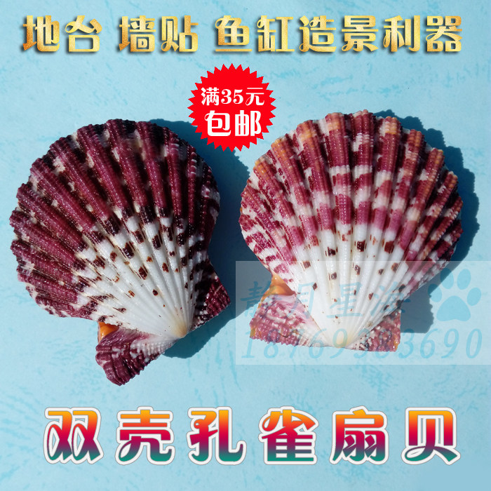 Natural Sea Snail Shell Craft Gift Hem Decorated Peacock Scallop Shell Creative Fish Tank Water Family Building Terrace Wall Stickup Decoration Pendulum