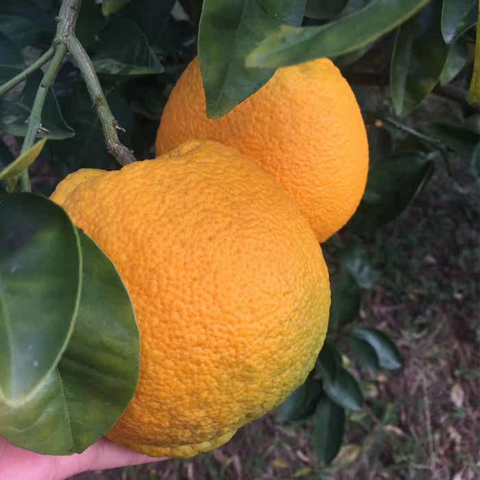 新鲜橙子,一口鲜甜!🍊🌿正宗温岭高橙,孕妇宝宝都爱吃的水果佳品-酒店-淘宝好物网