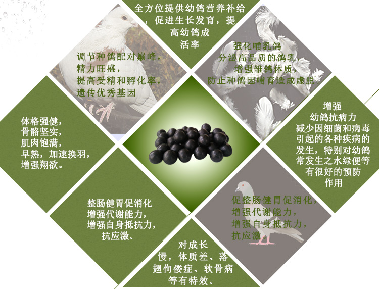 Chim bồ câu y học Chim bồ câu y học chăn nuôi gà con đua chim bồ câu cung cấp thuốc trẻ chim dinh dưỡng sinh sản Bao Bao - Chim & Chăm sóc chim Supplies lồng chim sắt