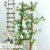 Темно -коричневый 31 -дейзи -лозы легкий порошок