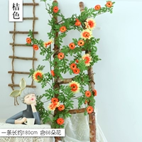 Clasma 31 Daisy Vine Orange