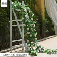 Тибетская синяя проволочная роза белый