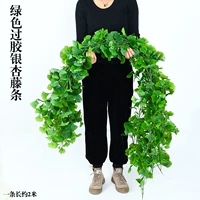 Зеленое перекрытие Гинкго ротан