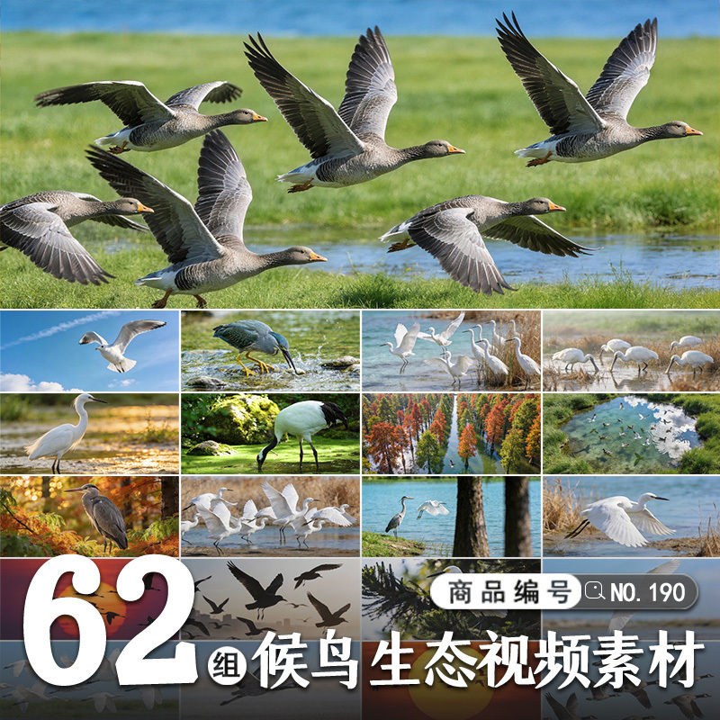 High-Definition Video Collection of Birds and Wetland Natural Scenery, Migratory Birds, Ecological Bird Flight Habitats