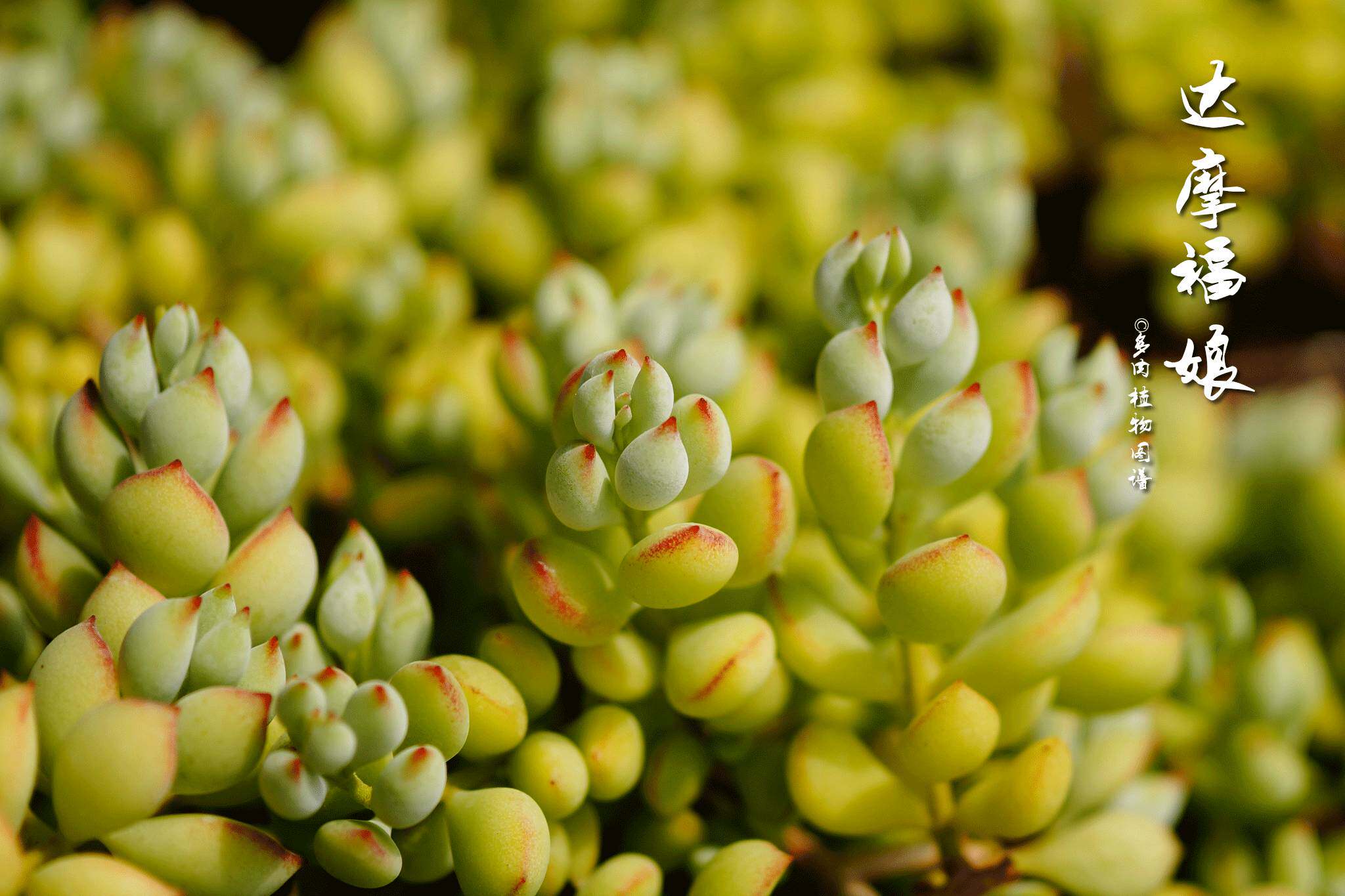 快看 你最愛的多肉徒長了嗎 淘寶海外