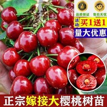 Cherry tree seedling caramelized by extra-large beauty early cherry dwarf potted plant patio planted with cold and frozen south north