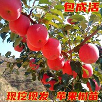 Grafting apple sapling south north to plant a potted ground planting courtyard of the year result extra-large ultra-sweet positive red Foxes