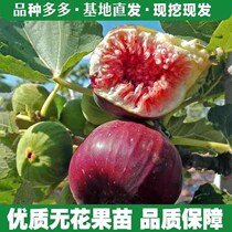 Figs saplings resistant to cold ground planted with extra-large potted plants balcony dwarfs Pokki red the year results South Northern cultivation