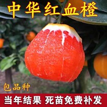Rose blood orange Miao Miao Chinese red blood orange orange tree seedlings marry Miao red meat navel orange the year result potted plant ground
