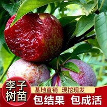 Plum tree Miao Morning cooked late cooked Sanhua Li red Heart Honey Sugar Li Zi fruit tree Miao Nannorth Plane the year results