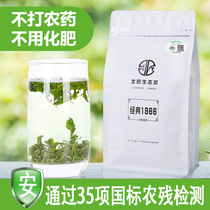 North Carpenter pesticide-free Rizhao Green Tea 2021 New tea Shandong handmade Spring Tea Bulk fragrant tea