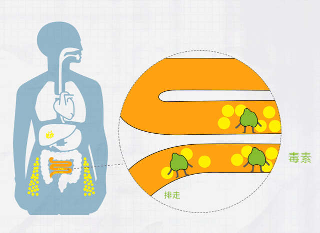 菌群作用示意图