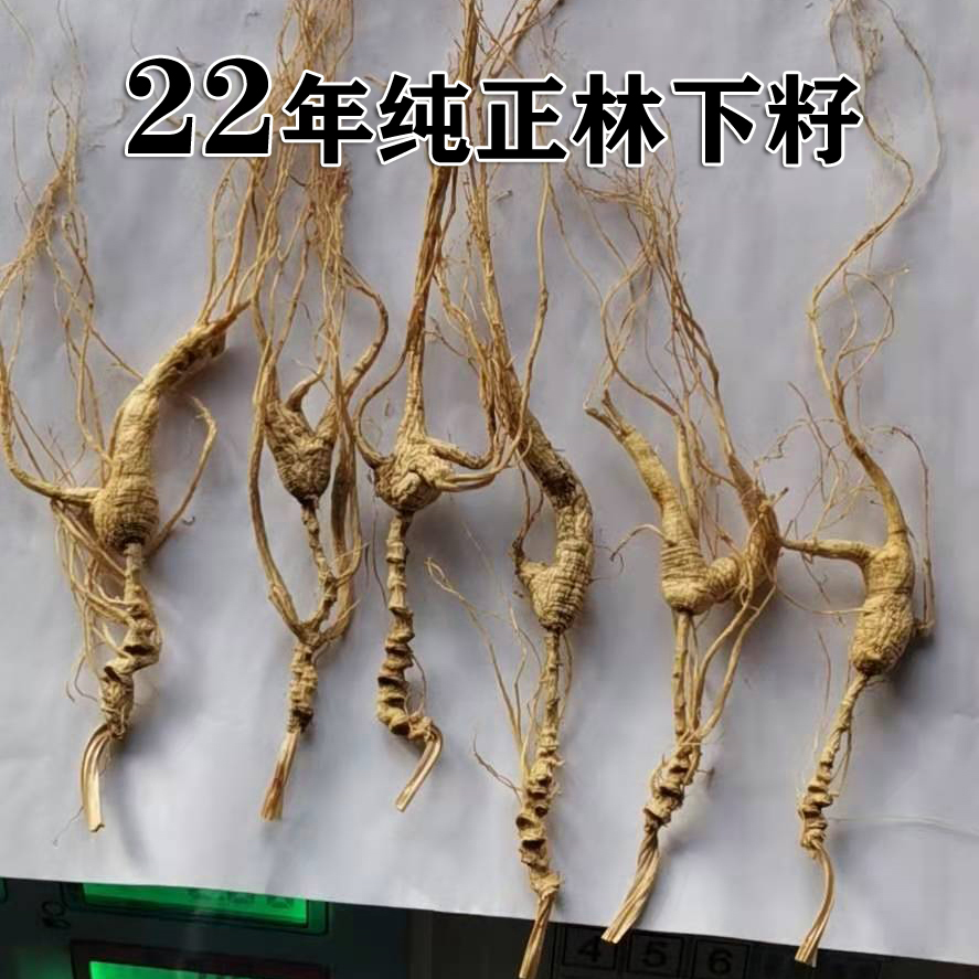 Special authentic forest ginseng wild ginseng gift box under the forest seeds 20 years on the old ginseng northeast Changbai Mountain raw sun ginseng