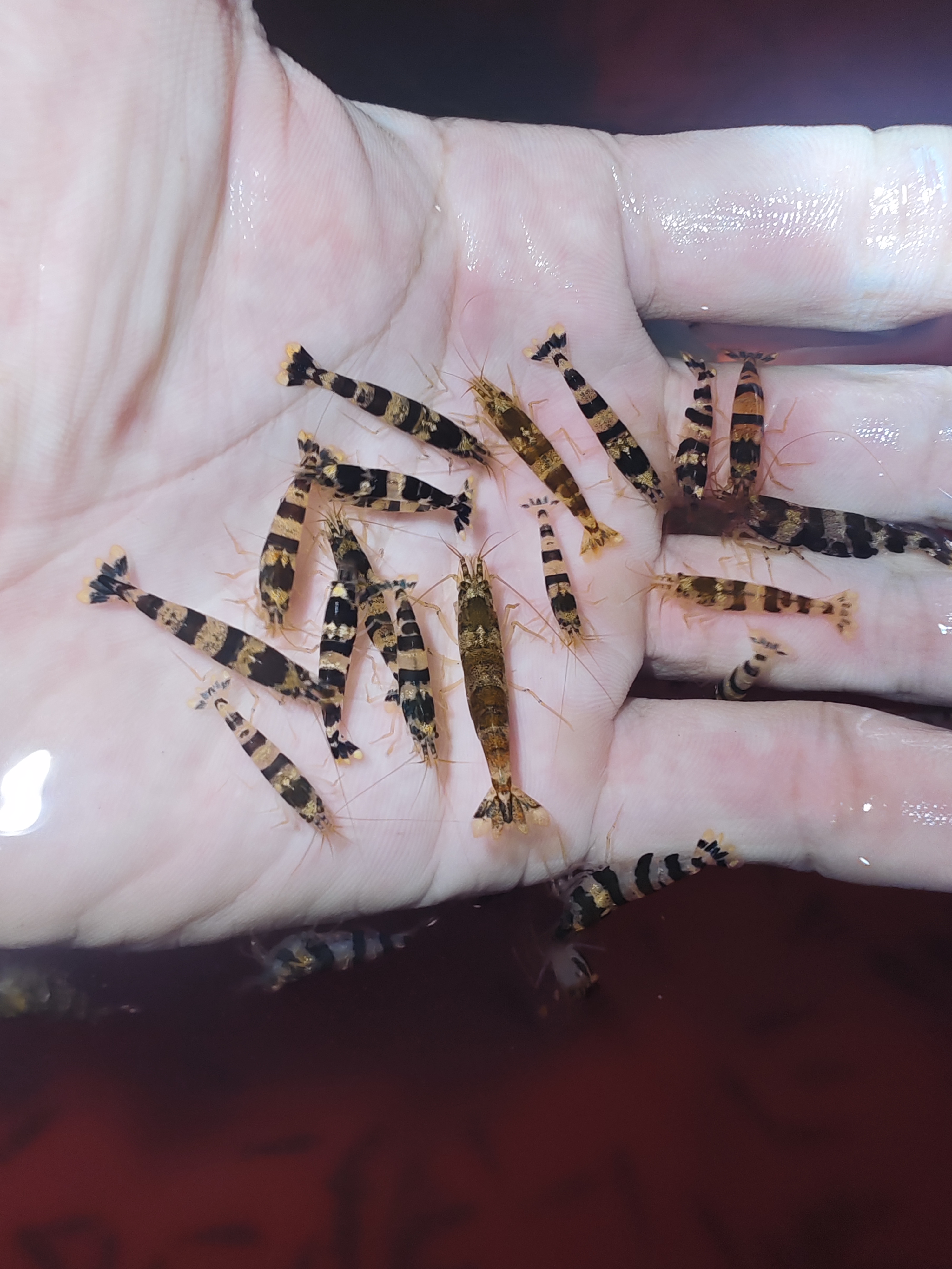 假绵羊虾：守护海缸洁净的秘密卫士