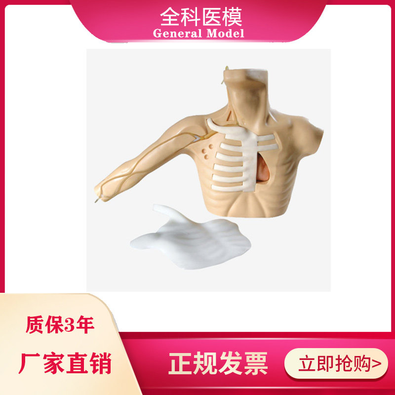 外周穿刺、中心静脉穿刺插管模型上腔 颈内 锁骨下静脉穿刺模型
