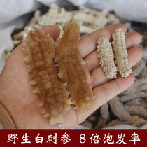 White Thorn ginseng Cucumber Dry Goods Pregnant pregnant woman Yuanyi Ginseng Yellow Jade Ginseng 15 Head 60 Head Buddha Jumping Wall Material Ingredients