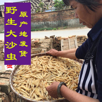 Sandworm dried Guangxi Northwest Sea Wild Dried Goods Gift Box Non-Zhanjiang Seafood Dried Sandworm Gift Pack Dried Large Sandworm Gift