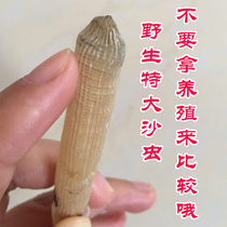 Dried sandworms Beihai specialties wild non-Zhanjiang sandworms extra large gifts Guangxi large sandworms New Year goods