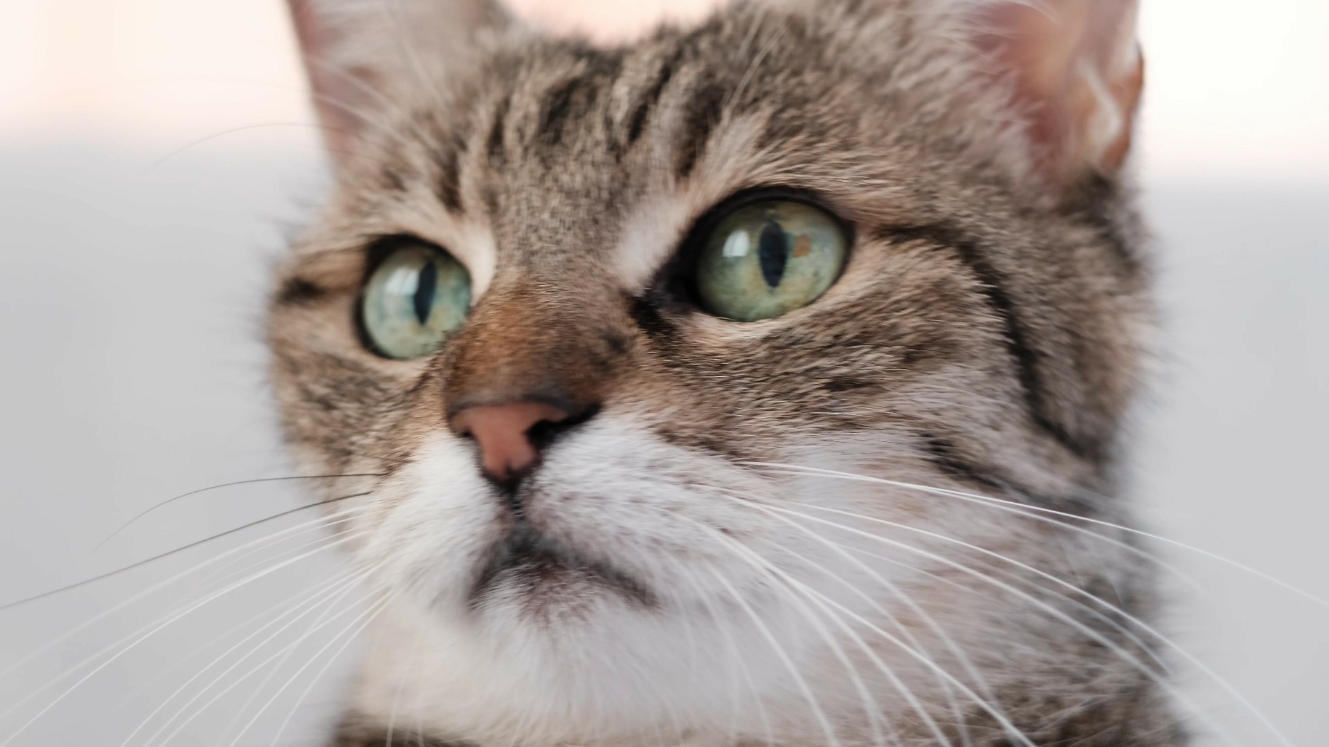 【实拍视频】虎斑猫咪特写-PoseAe