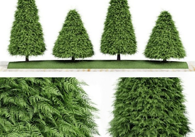 【3D模型】锥形树与蕨类绿植 3D 模型-PoseAe