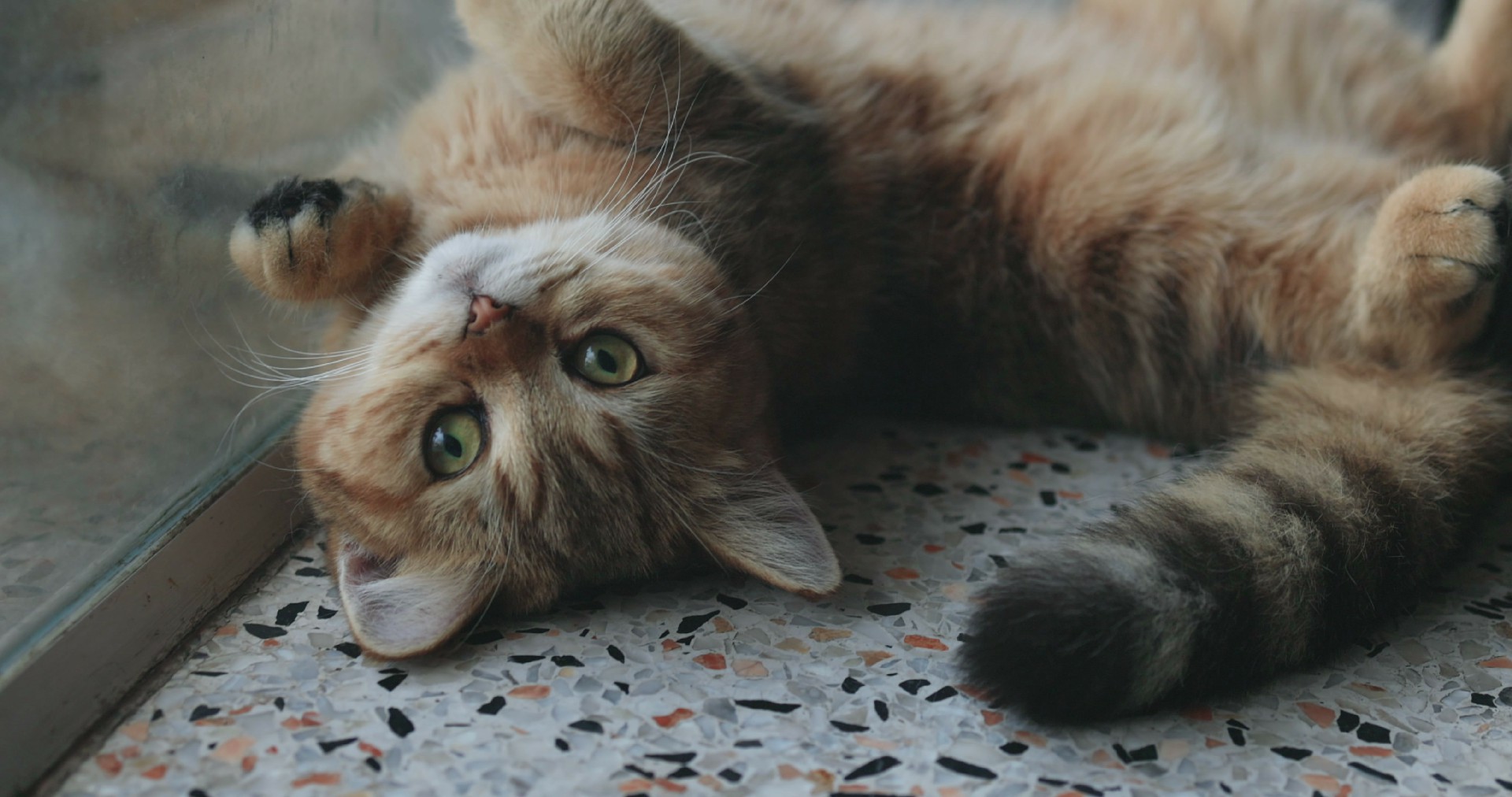 【实拍视频】虎斑小猫躺在地板上-PoseAe