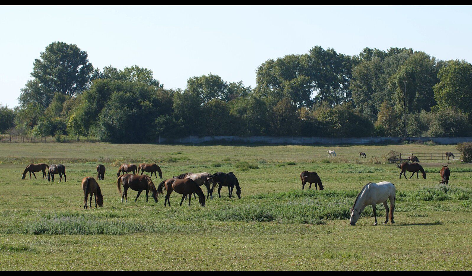 【实拍视频】草原上的马视频素材-PoseAe