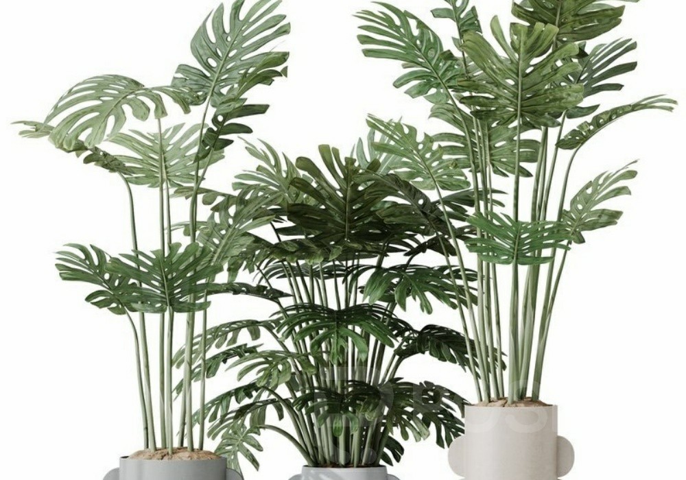 图片[1]-【3D模型】龟背竹盆栽 3D 模型-PoseAe视频创意库