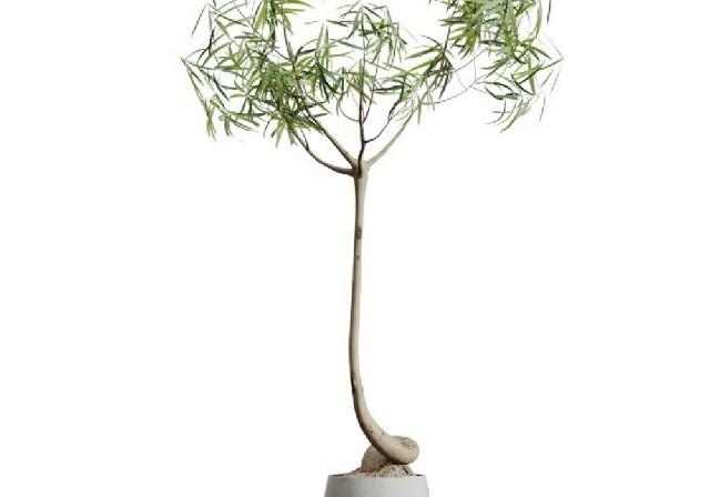 【3D模型】艺术造型绿植盆栽 3D 模型-PoseAe