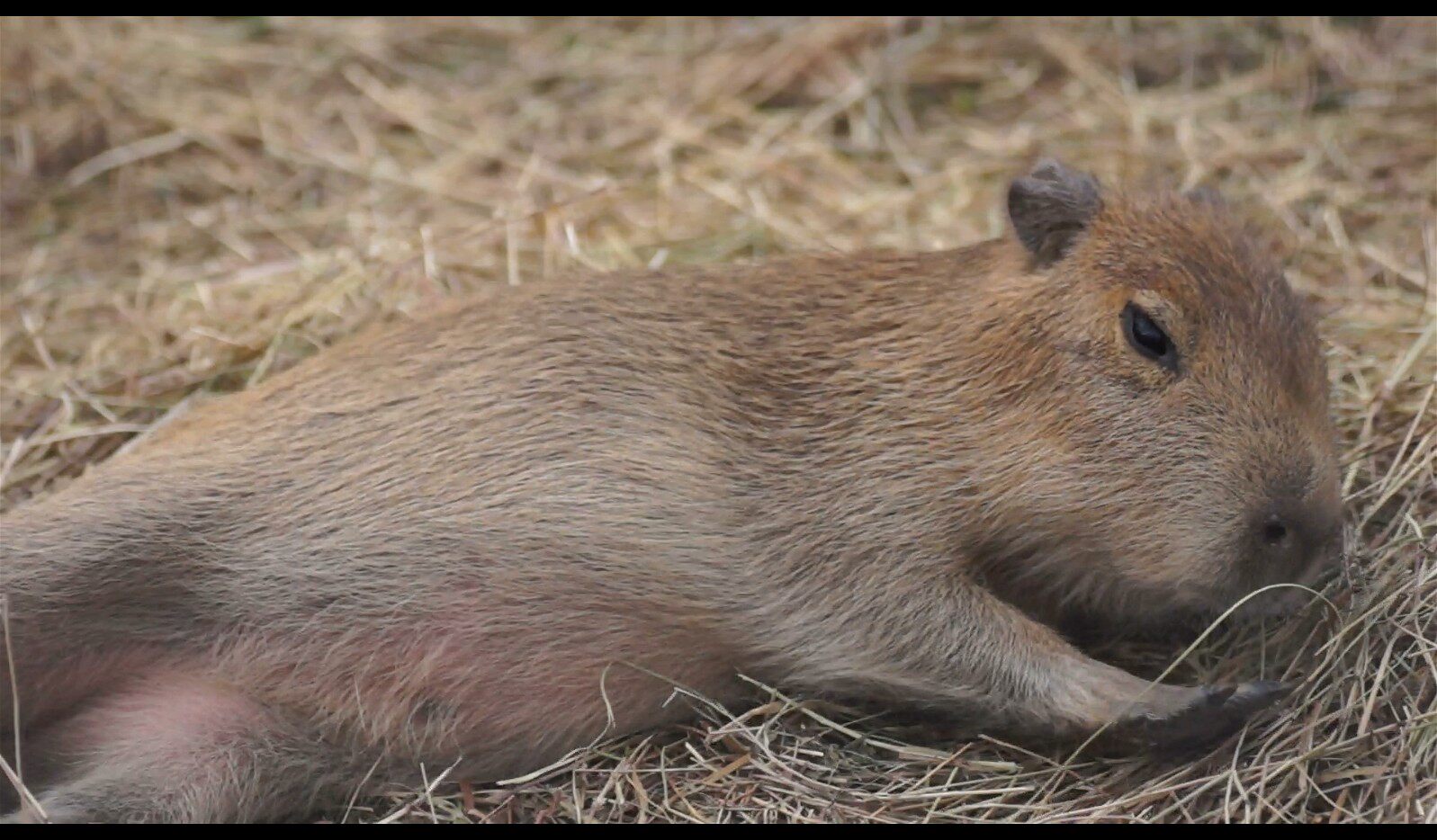【实拍视频】水豚卡皮巴拉实拍素材-PoseAe