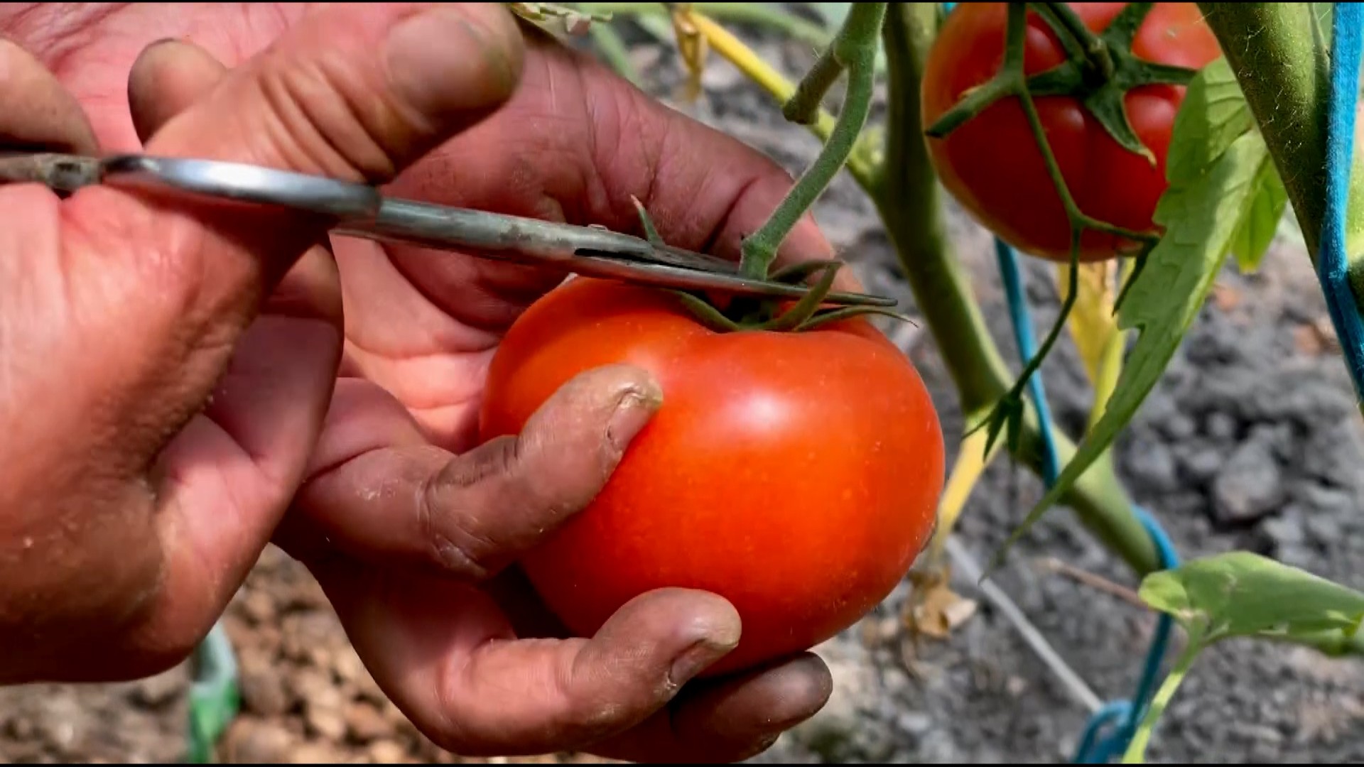 【实拍视频】采摘西红柿-PoseAe