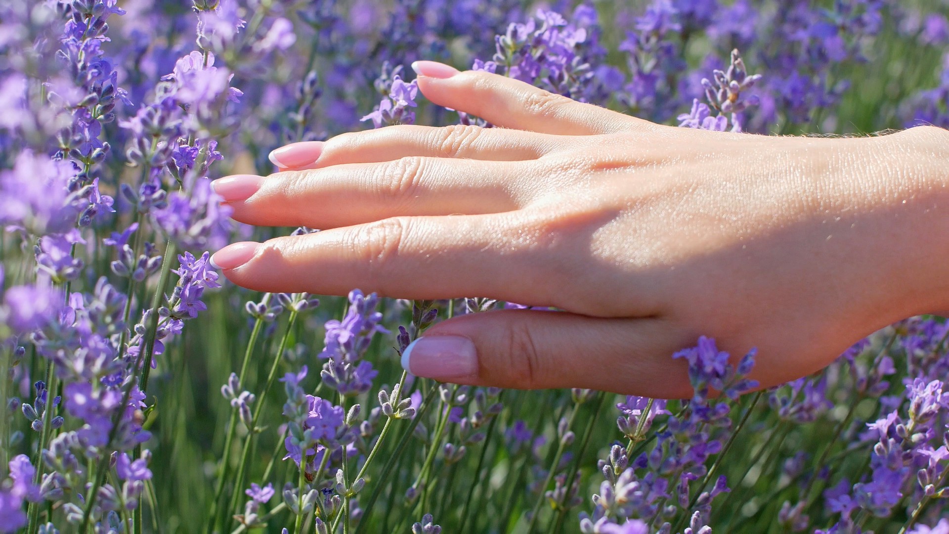 【实拍视频】手抚摸薰衣草特写02-PoseAe