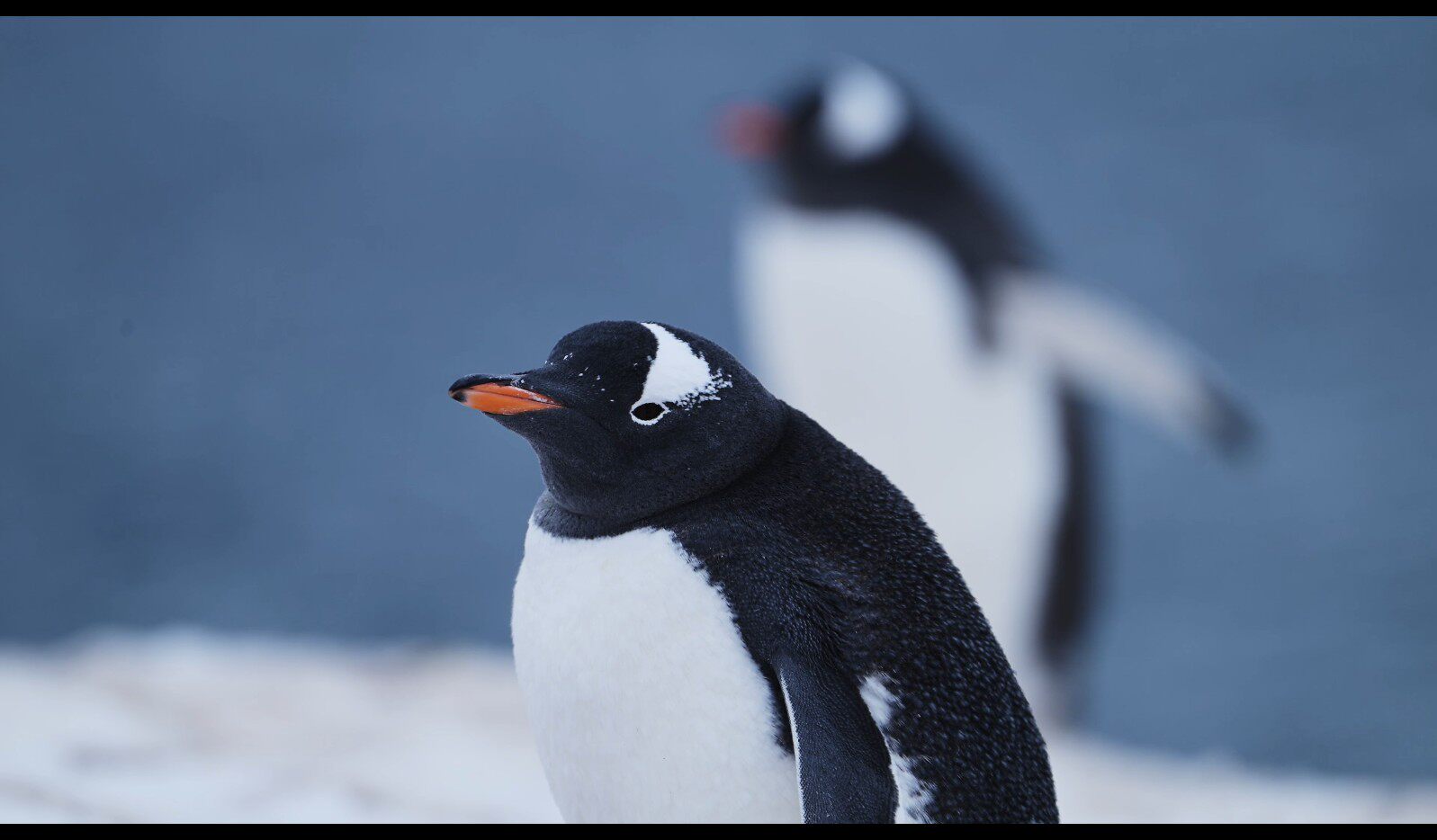 【实拍视频】企鹅特写视频-PoseAe