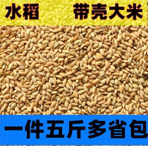 Rice bird food snacks rice cereal parrot parrot hamster hamster rice with shell pigeon 5 catty feed