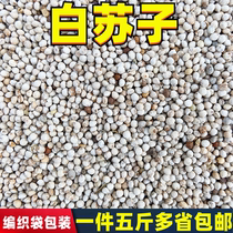 2020 bird food feed white Suzi White songseed parrot Canary hibiscus bird grain