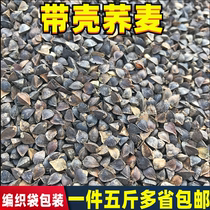 New cargo buckwheat with shell buckwheat Sense dove ornamental pigeon parrot bird food hamster dragon cat food for five catties