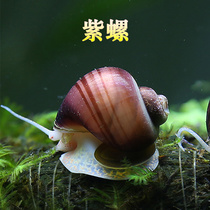 Ornamental snails Live Gold snails White Mysterious snails Purple snails Blue Mysterious snails Apple snails 5 packs live
