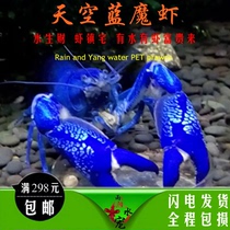 Ornamental shrimp live crayfish Sky Blue Devil shrimp pet shrimp Australian freshwater lobster water Family blue shrimp live